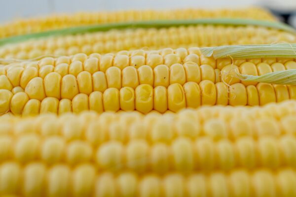 Sweet Corn